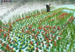 北京市平谷区某河道种植水生植物
